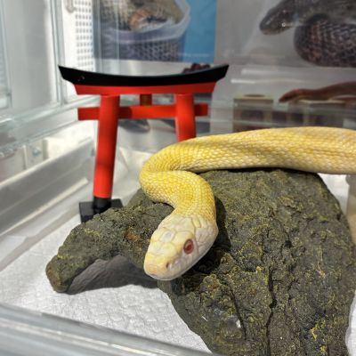20260717-イザナミヨリ サイズ変更.jpg 20260717-イザナミヨリ サイズ変更.jpg